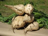 Сегодня произведён запуск Черёмновского сахарного завода